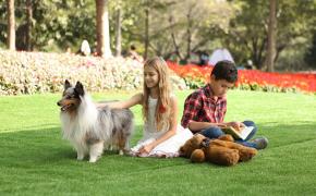 Tại sao ngày càng nhiều trường học quan tâm đến độ an toàn của thảm cỏ nhân tạo?