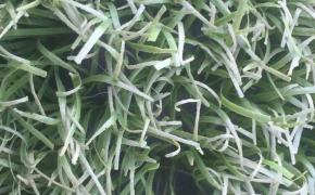 5 dấu hiệu nhận biết cỏ nhân tạo bị lão hóa