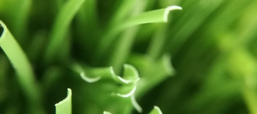 Dòng cỏ Classic 120