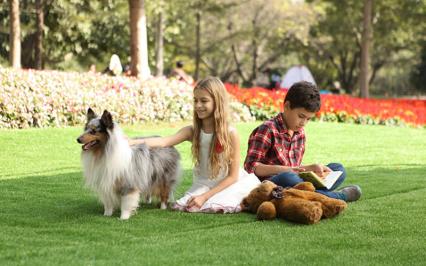Tại sao ngày càng nhiều trường học quan tâm đến độ an toàn của thảm cỏ nhân tạo?